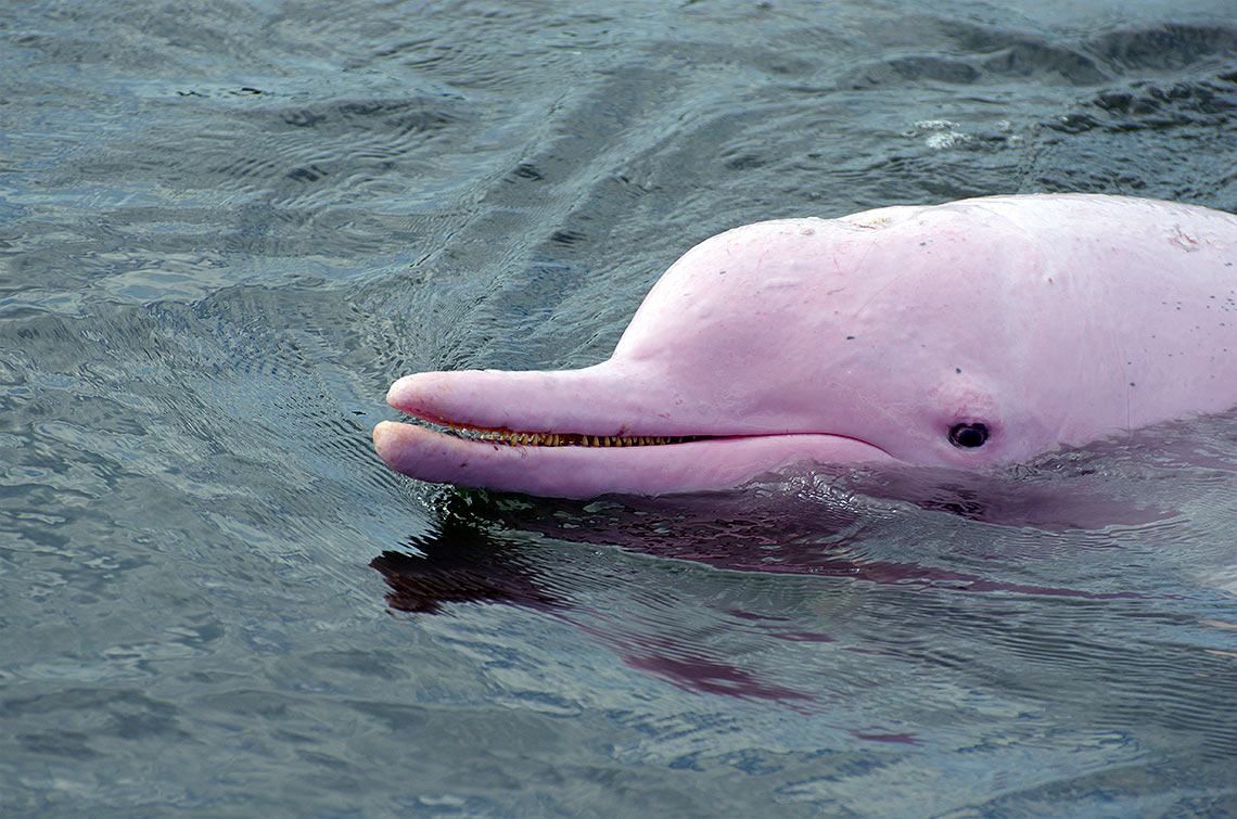 pink_dolphin_amazon_delphin_cruise