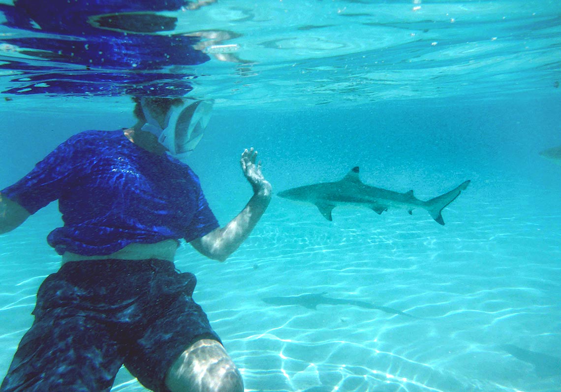 Dr_Anne_Small_Sharks_P1000290